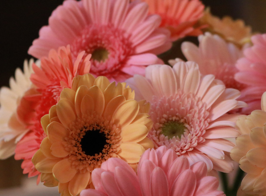 Ardent Love Bouquet with Pink Roses, Pink Gerbera Daisies, Pink