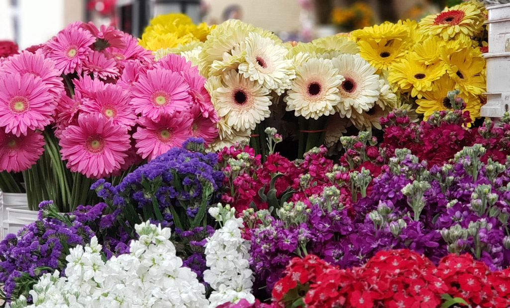 Azucena's Wholesale Flowers - California Flower Mall