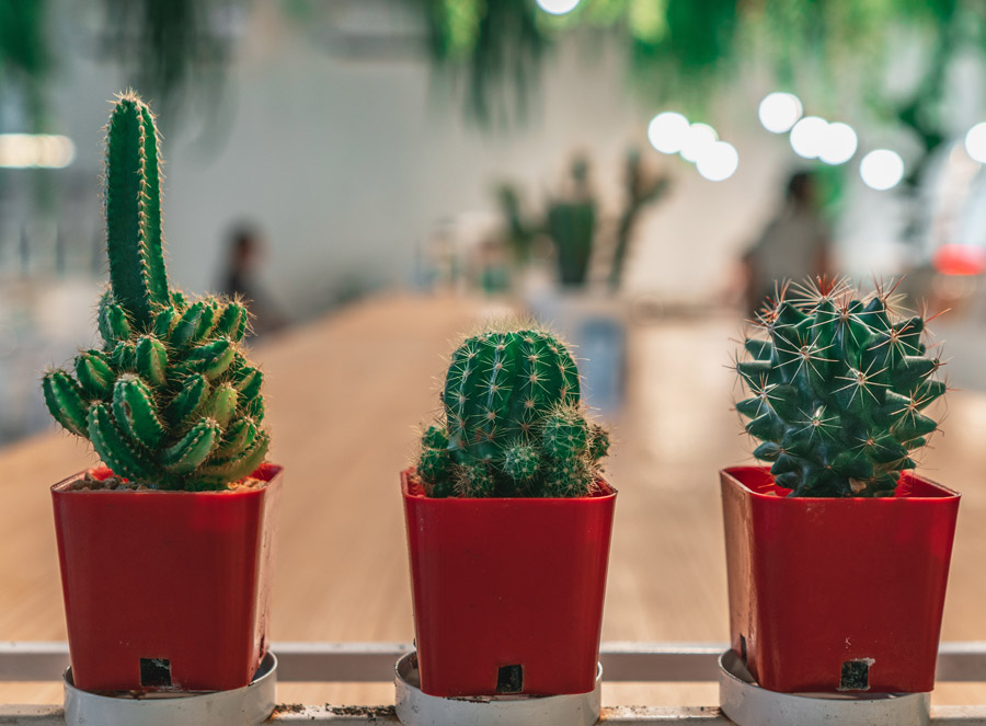 About Cactus - California Flower Mall