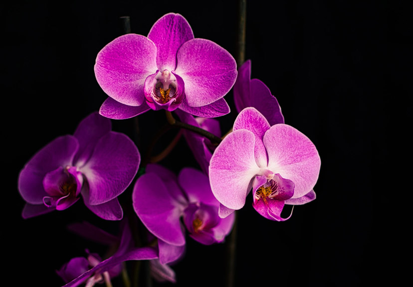 plants and succulents orchids