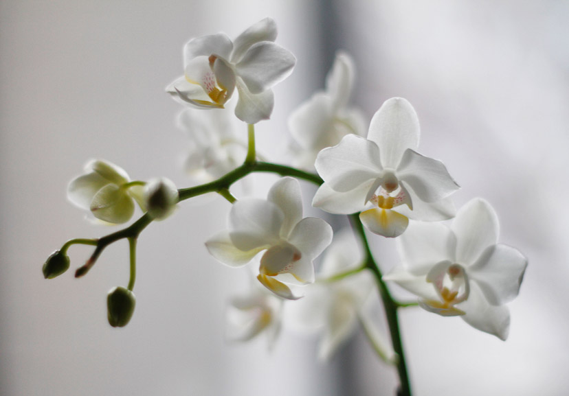 about orchids 6