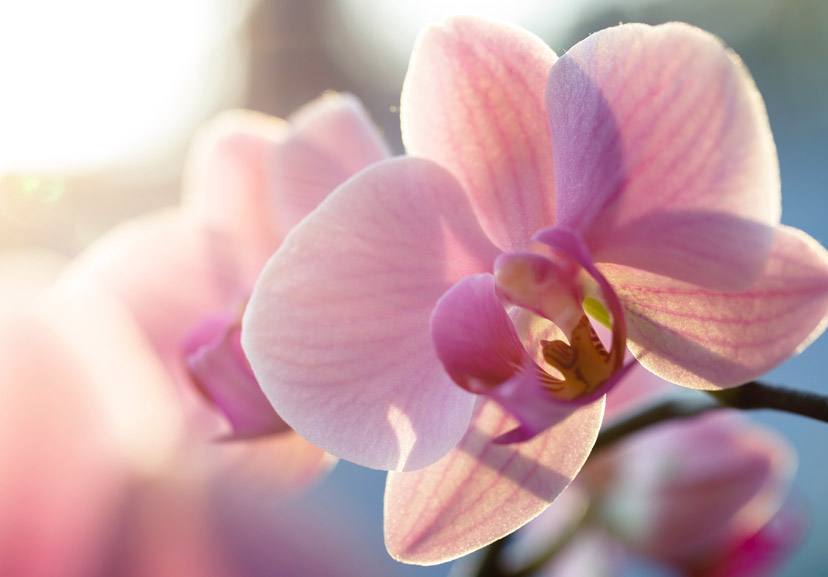about orchids 9