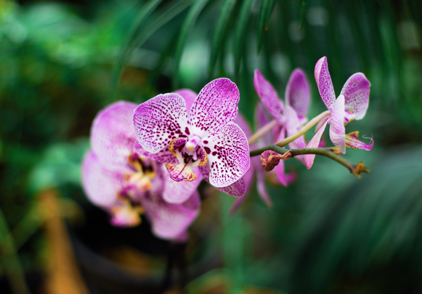 about orchids 3