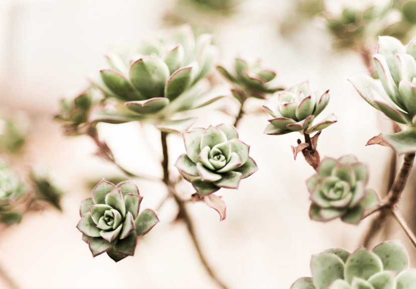 about succulents 6