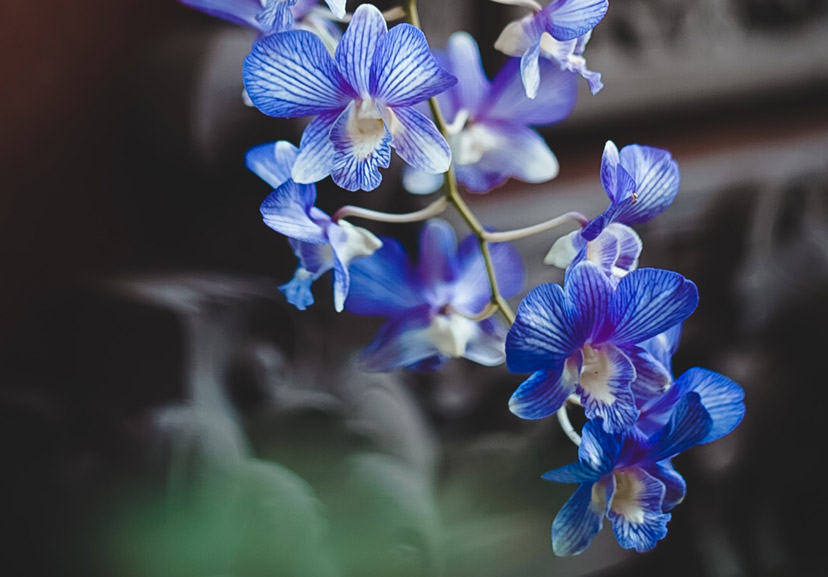 about orchids 1