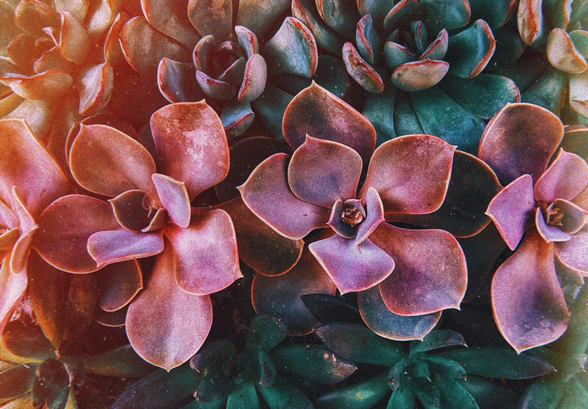 about succulents 4