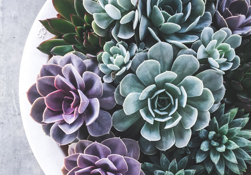 about succulents 3